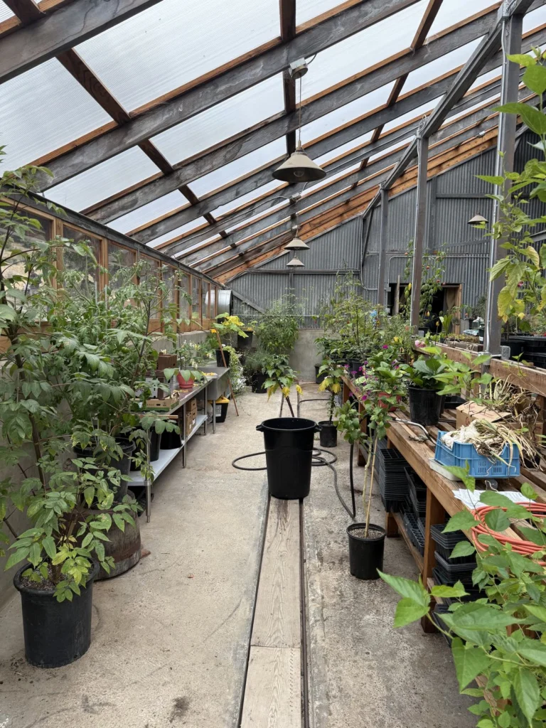 Whole-house remodel: Inside the converted barn greenhouse, planted and in use, Bolinas