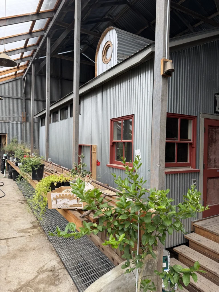 Whole-house remodel: Greenhouse aisle with red-trimmed windows, new stairs and potting shelves, Bolinas