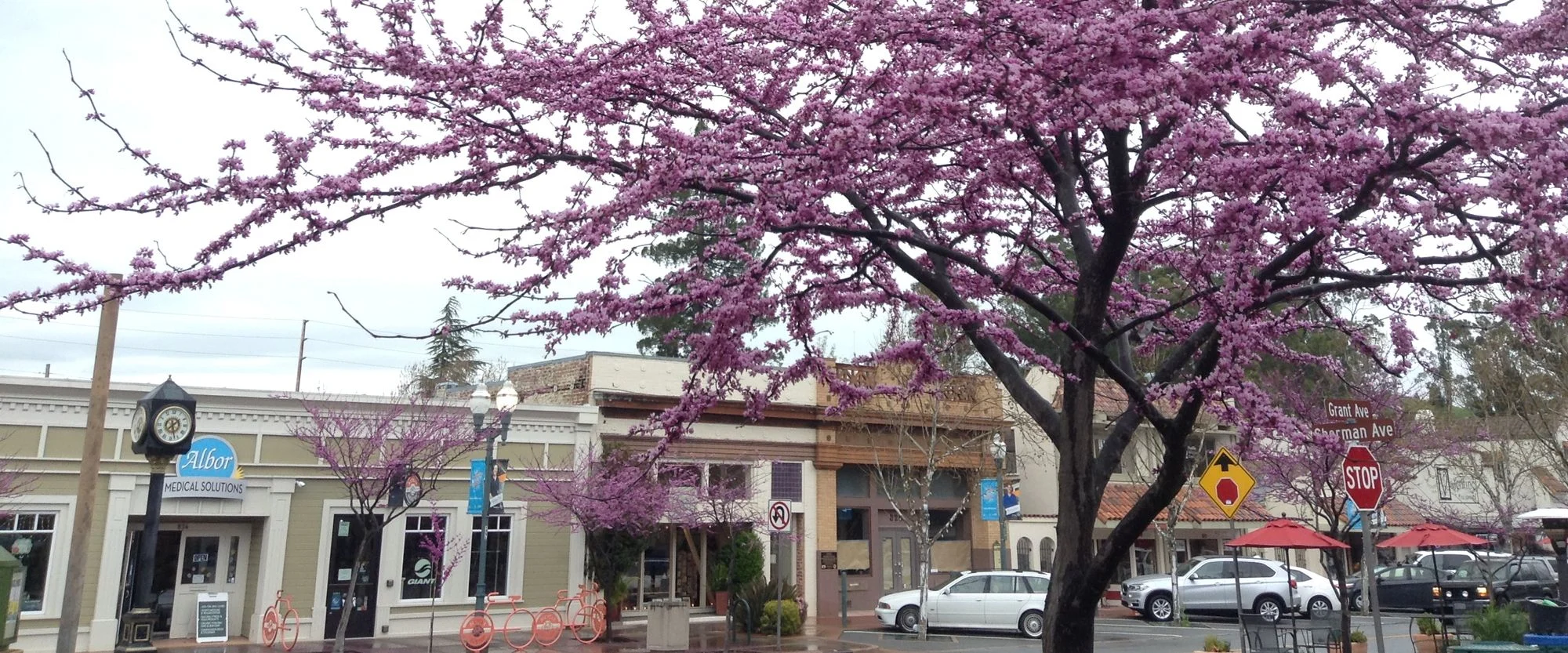 Cherry trees in bloom on Grant Avenue in Old Town Novato